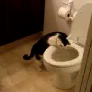 The famous You Tube cat (the one in the toilet)