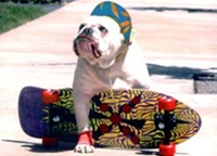 Dog on a skateboard